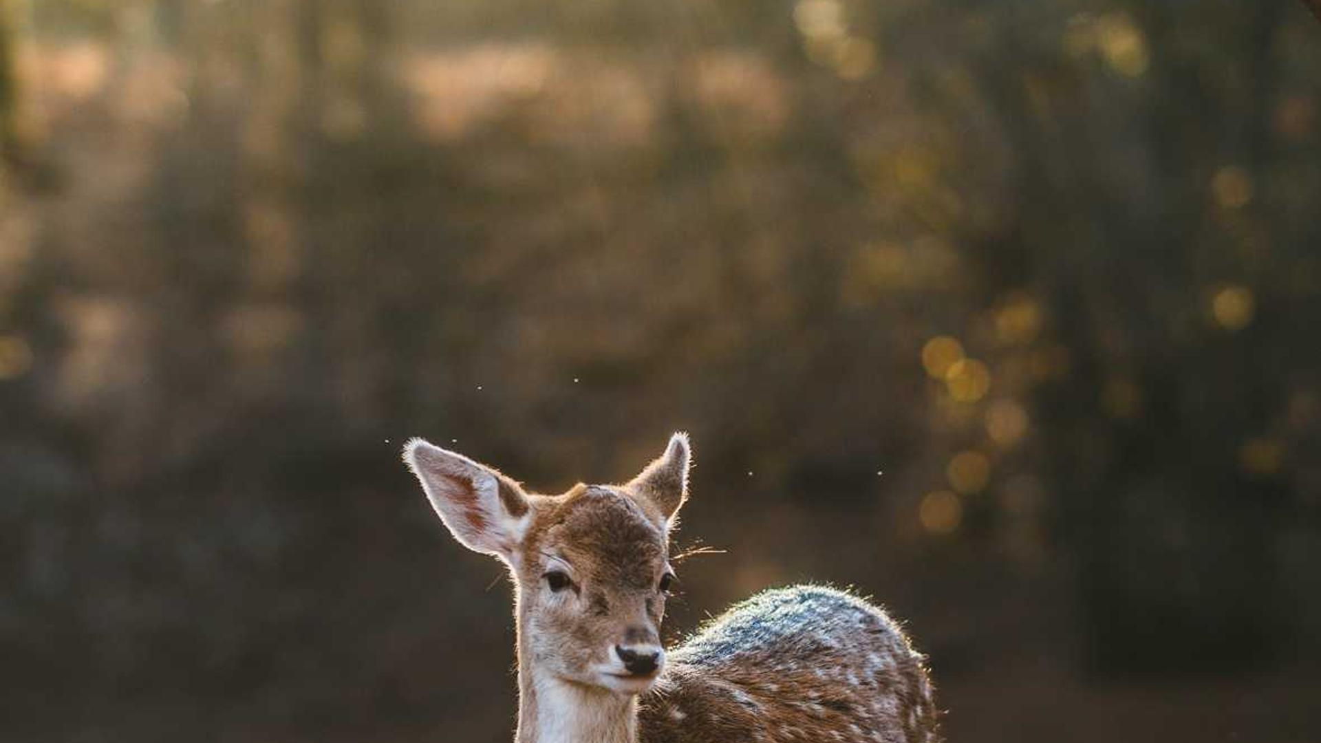網絡梗的前世今生